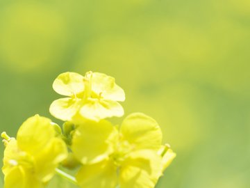 小清新 鸟语花香 花卉