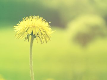 小清新 植物 花卉 护眼壁纸