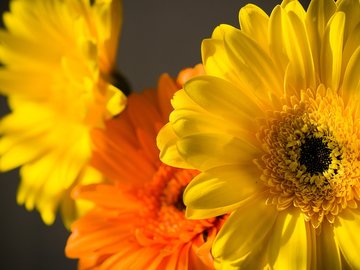 小清新 静物写真 静物 花卉