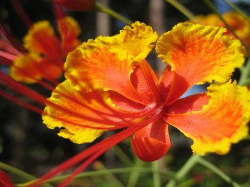 小清新 静物写真 花卉