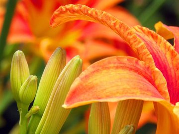 小清新 静物写真 花瓣