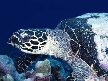 萌宠 海龟 海底世界