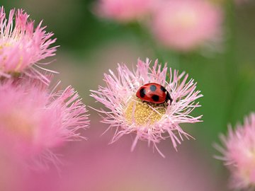 夏日 昆虫 高清 宽屏