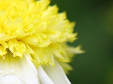 小清新 静物写真 菊花 植物