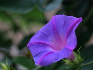 小清新 静物写真 花卉