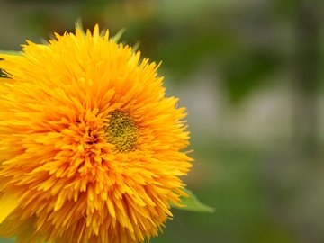 小清新 清新淡雅 淡雅 花卉 向日葵