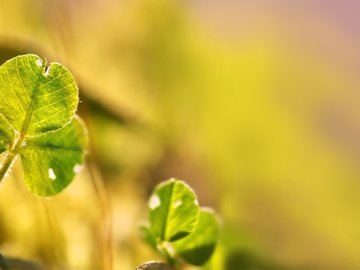 小清新 植物 绿叶 护眼壁纸