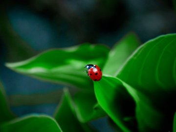 宽屏 植物 昆虫图 七星瓢虫 单反