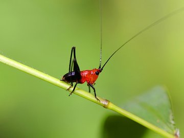 小清新 护眼壁纸 昆虫