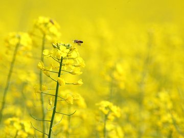 小清新 静物写真 植物 花卉 鸟语花香 儿童桌面专用 昆虫图 蜜蜂