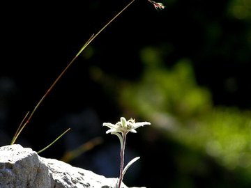 小清新 静物写真 静物