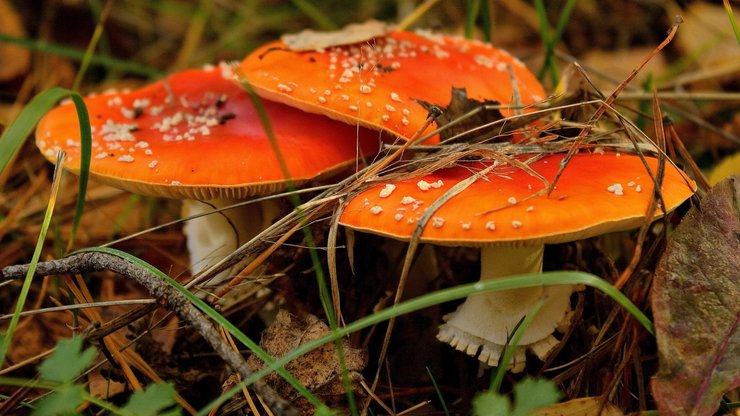 小清新 绿色 植物 清爽 静物写真