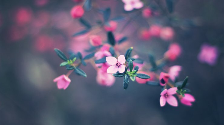 植物 花朵 松红梅 摄影 微距