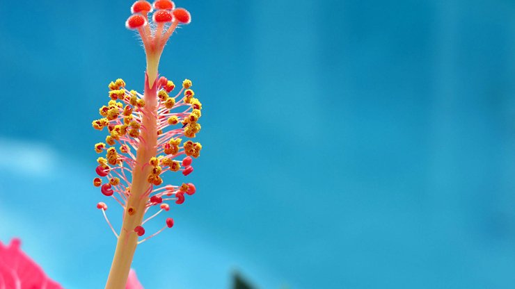 植物 花朵 朱槿 摄影 微距