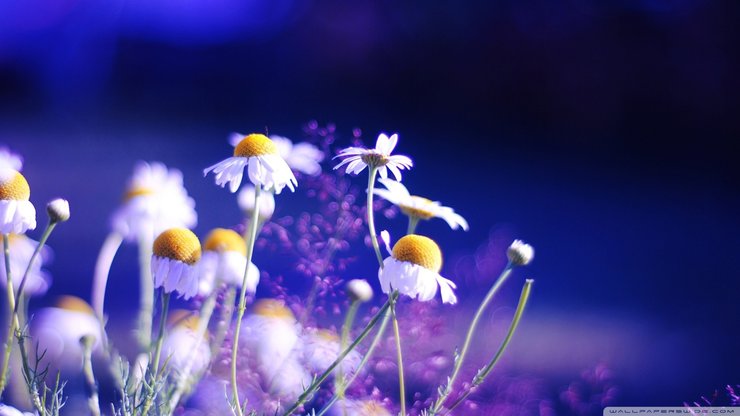 植物 花朵 菊花 摄影 微距