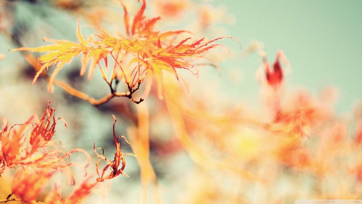 风景 花 花卉 春天 春意盎然