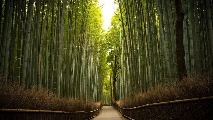 开阔 风景 阳光 大气 旅游 风光 竹林 竹子 竹