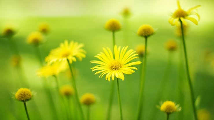 小清新 鸟语花香 花卉