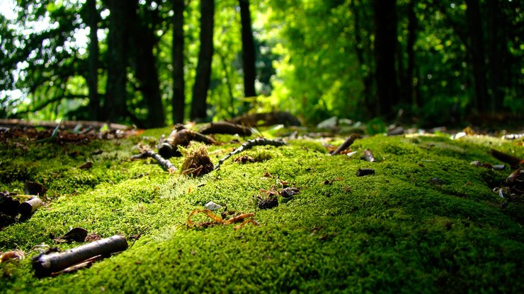 风景 自然 树林