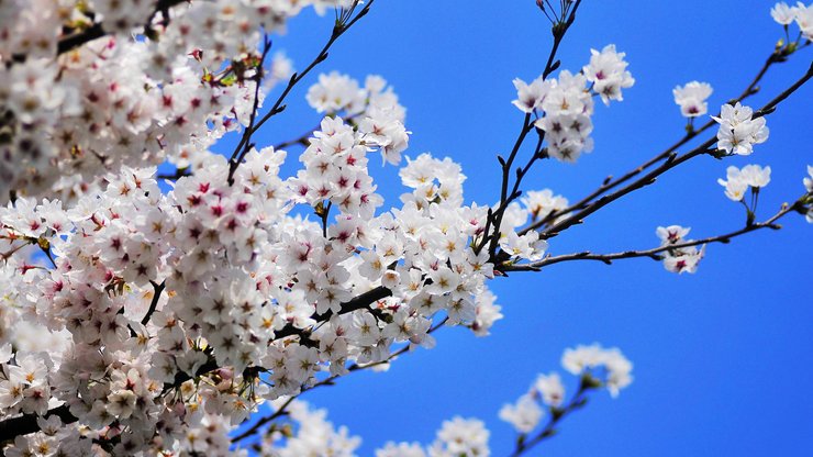 小清新 娇艳欲滴 花