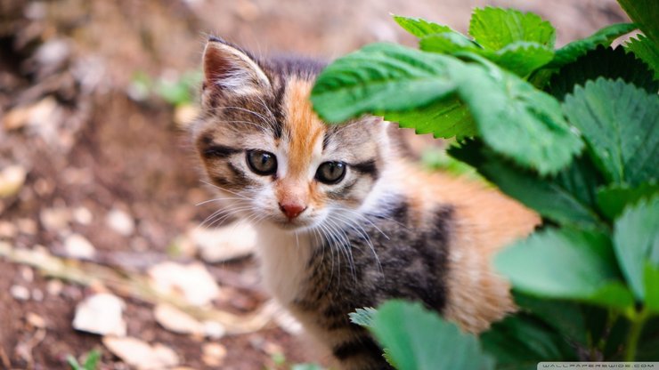 萌宠 猫 喵星人 可爱 卖萌图 古灵精怪