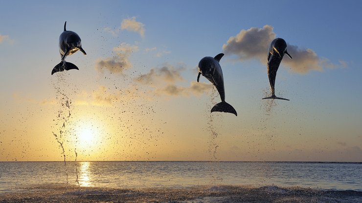 萌宠 动物 海洋生物 海豚