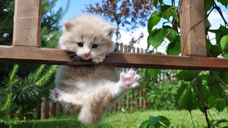 萌宠 喵星人 猫 猫咪