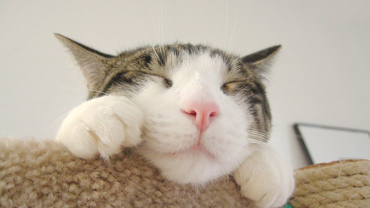 萌宠 喵星人 猫咪