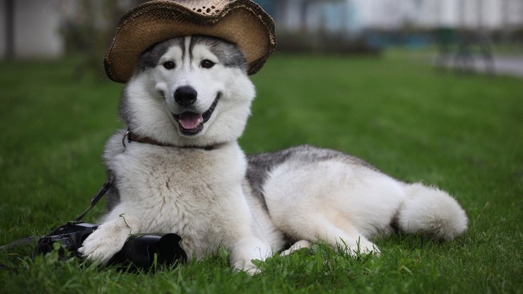 宠物 狗 汪星人 哈士奇犬