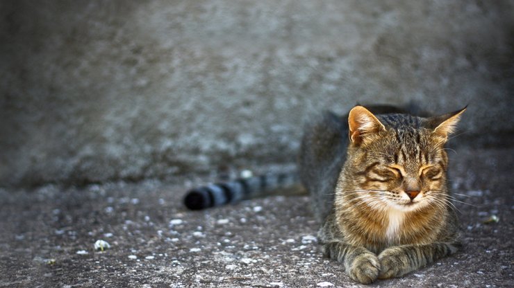 宠物 猫 喵星人