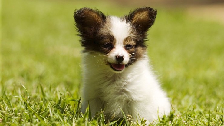 宠物 狗 汪星人 蝴蝶犬