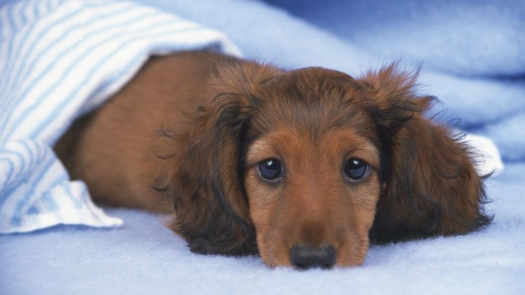 宠物 狗 汪星人 腊肠犬