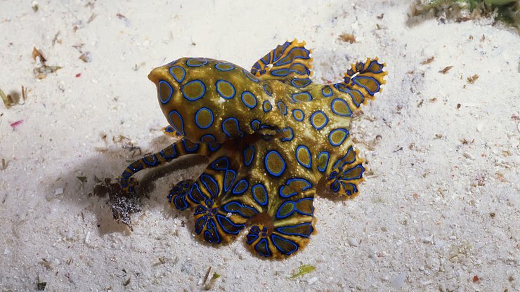 野生动物 海洋 蓝环章鱼