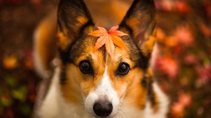 宠物 狗 汪星人 柯基犬