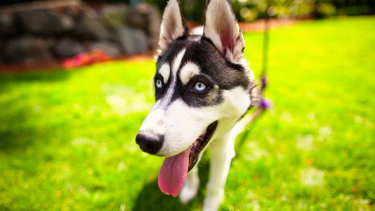 宠物 狗 汪星人 哈士奇犬