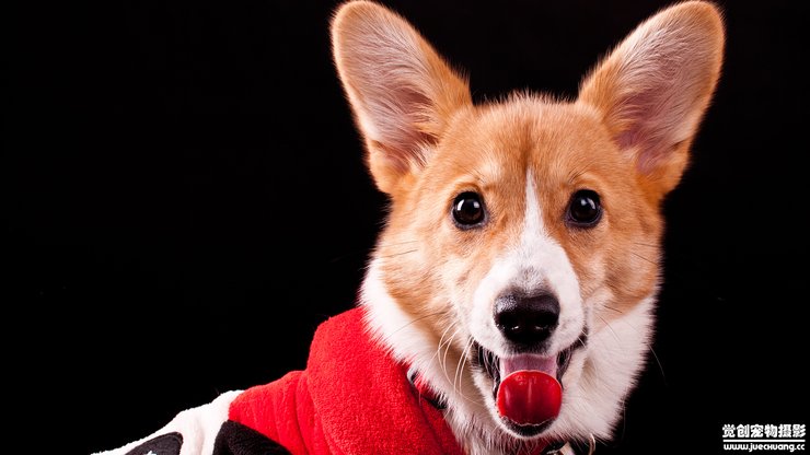 宠物 狗 汪星人 柯基犬