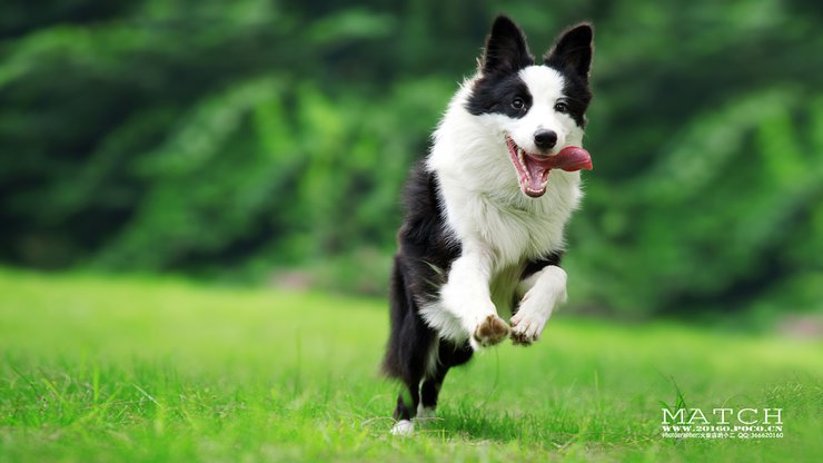 宠物 狗 汪星人 边境牧羊犬 边牧