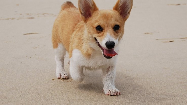 宠物 狗 汪星人 柯基犬