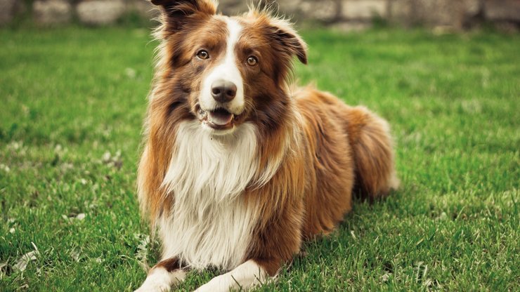 宠物 狗 汪星人 澳洲牧羊犬