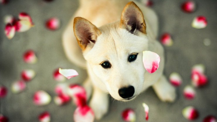 宠物 狗 汪星人 柴犬