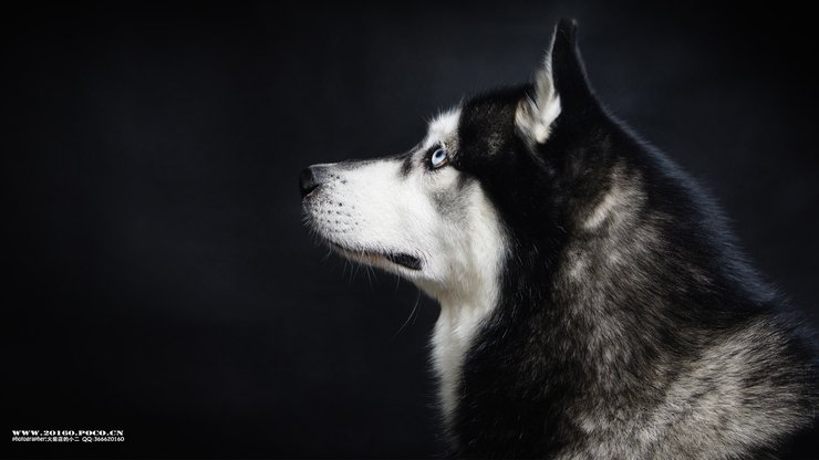 宠物 狗 汪星人 哈士奇犬