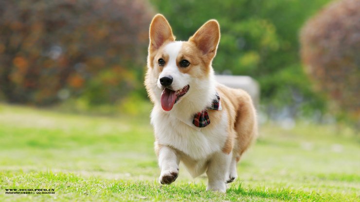 宠物 狗 汪星人 柯基犬