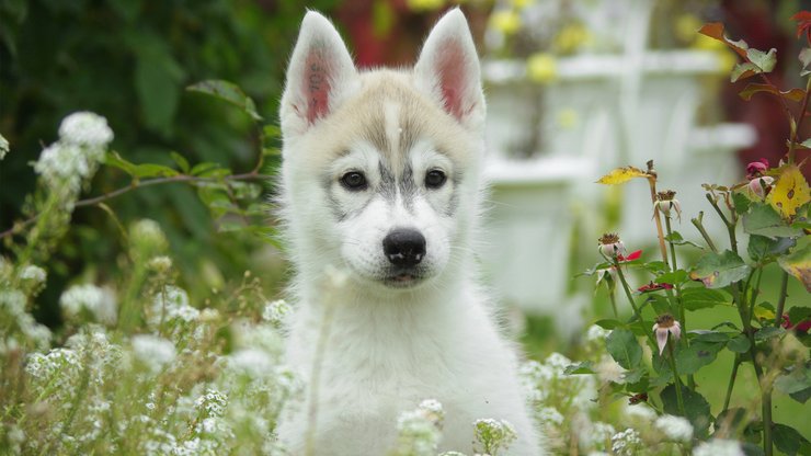 宠物 狗 汪星人 哈士奇犬