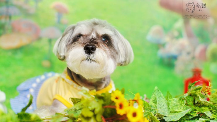 宠物 狗 汪星人 西施犬