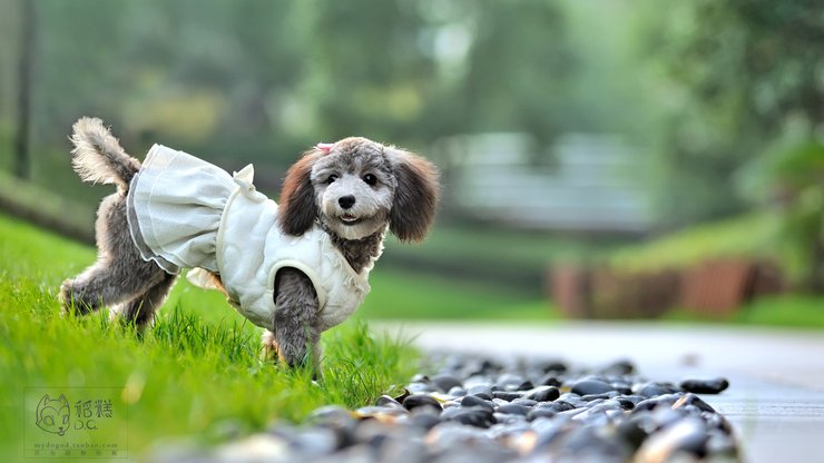 宠物 狗 汪星人 贵宾犬