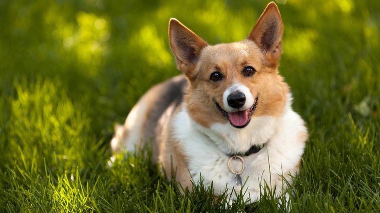 宠物 狗 汪星人 柯基犬