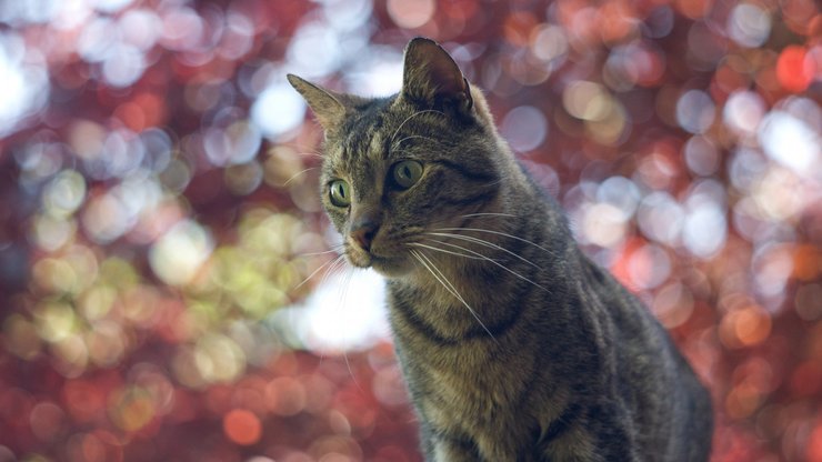 萌宠 猫 喵星人 可爱 古灵精怪