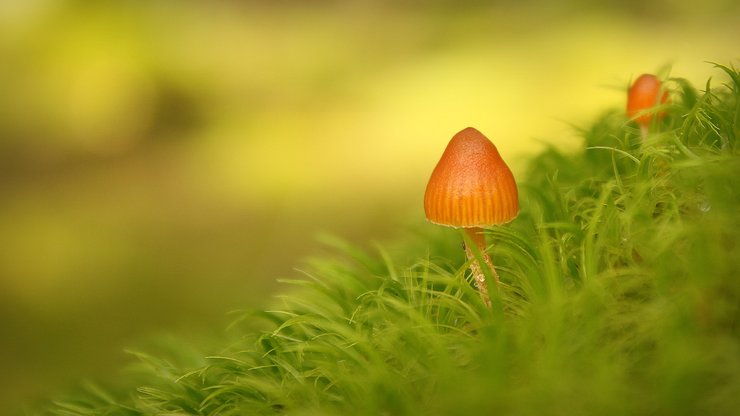 小清新 护眼壁纸 绿色 植物