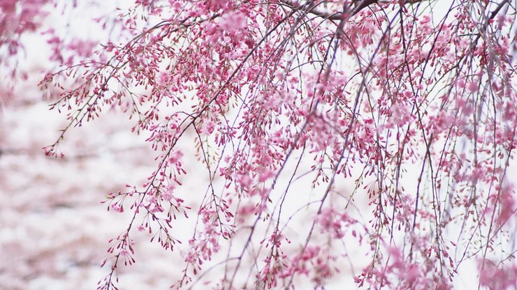 小清新 鸟语花香 花卉