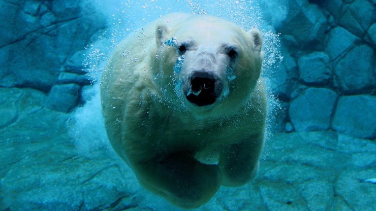 萌宠 极地动物 北极熊